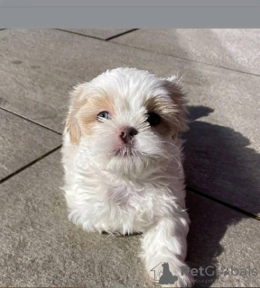 Photo №3. Shih Tzu. USA