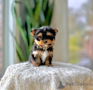 Photo №2 de l'annonce № 172893 de la vente yorkshire terrier - acheter à République Tchèque éleveur