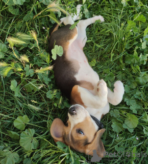 Photo №4. Je vais vendre beagle en ville de Братислава. annonce privée - prix - négocié