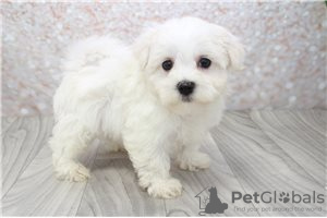 Photo №1. bichon maltais - à vendre en ville de Berlin | négocié | Annonce №115862