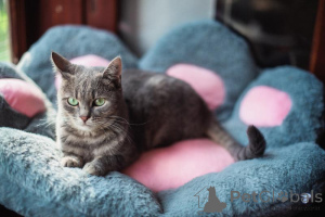 Photo №4. Je vais vendre  en ville de Khimki. de l'abri - prix - Gratuit