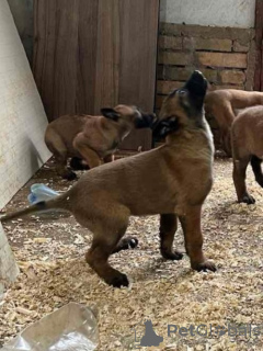 Photo №1. berger belge - à vendre en ville de Belgrade | négocié | Annonce №164831