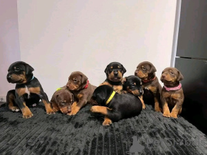 Photo №1. dobermann - à vendre en ville de Флорида Сити | 1063€ | Annonce №138955