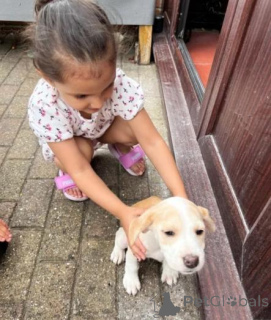 Photo №2 de l'annonce № 160015 de la vente beagle - acheter à La Lettonie annonce privée