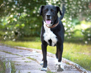 Photo №2 de l'annonce № 74734 de la vente chien bâtard - acheter à Fédération de Russie annonce privée