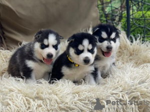 Photo №1. husky de sibérie - à vendre en ville de Vilnius | 300€ | Annonce №75771