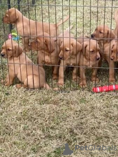 Photo №4. Je vais vendre labrador retriever en ville de Houston. annonce privée, de la fourrière, de l'abri, éleveur - prix - 663€