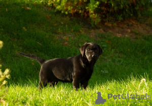 Photo №1. labrador retriever - à vendre en ville de Бачка-Паланка | négocié | Annonce №123394