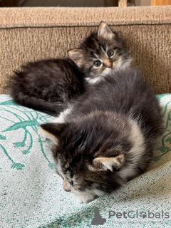 Photos supplémentaires: Des chatons entre de bonnes mains.