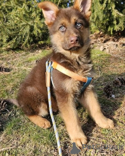 Photo №2 de l'annonce № 137134 de la vente berger allemand - acheter à Allemagne de l'abri
