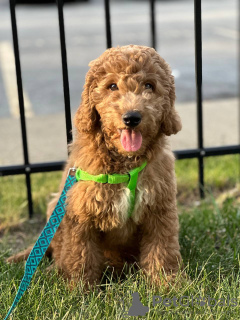 Photo №1. labradoodle - à vendre en ville de Chicago | Gratuit | Annonce №119405