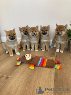 Photo №1. shiba - à vendre en ville de Southend-on-Sea | 540€ | Annonce №116160