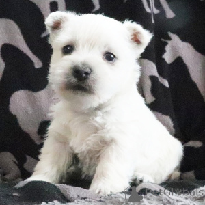 Photo №3. West Highland White Terrier Femelle de 7 semaines Prêt d'ici le 23 février. USA