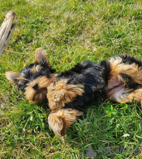Photo №2 de l'annonce № 133378 de la vente yorkshire terrier - acheter à Allemagne annonce privée
