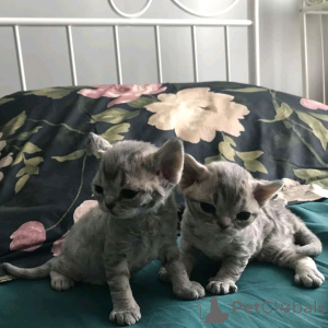 Photo №1. devon rex - à vendre en ville de Helsinki | 300€ | Annonce № 161039
