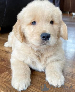 Photo №2 de l'annonce № 116631 de la vente golden retriever - acheter à Allemagne annonce privée