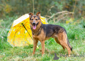Photo №3. Alex, un jeune petit gars timide, cherche un foyer.. Fédération de Russie