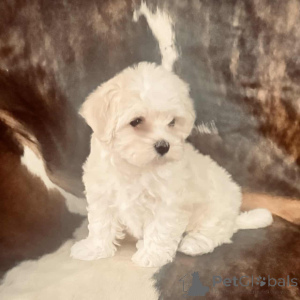 Photo №1. maltipu - à vendre en ville de Hessisch Lichtenau | 900€ | Annonce №150143