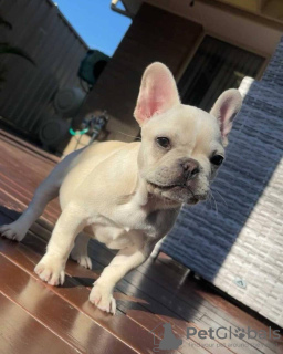 Photo №1. bouledogue - à vendre en ville de Günzburg | 1000€ | Annonce №110342