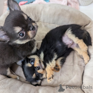 Photo №1. chihuahua - à vendre en ville de Helsinki | 750€ | Annonce №163152