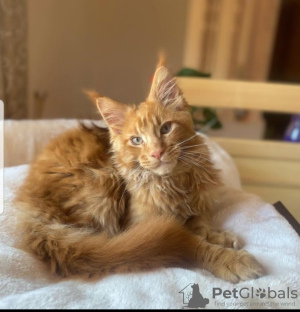 Photo №1. maine coon - à vendre en ville de Houston | Gratuit | Annonce № 114546