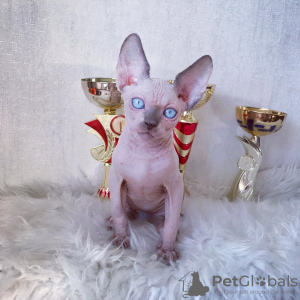 Photo №3. SE Venden Gatos Sphynx Sanos. Espagne