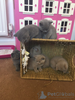 Photo №2 de l'annonce № 77792 de la vente british shorthair - acheter à Allemagne annonce privée, de la fourrière, éleveur