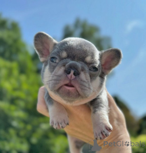 Photo №2 de l'annonce № 161036 de la vente bouledogue - acheter à La finlande annonce privée, éleveur