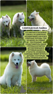 Photo №1. samoyède - à vendre en ville de Khabarovsk | 370€ | Annonce №70229