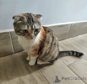 Photo №1. scottish fold - à vendre en ville de Moskova | Gratuit | Annonce № 170251