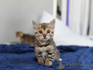 Photo №2 de l'annonce № 114890 de la vente bengal - acheter à USA annonce privée