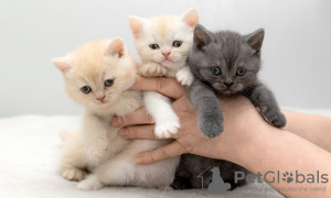 Photo №1. british shorthair - à vendre en ville de Leipzig | 122€ | Annonce № 96921