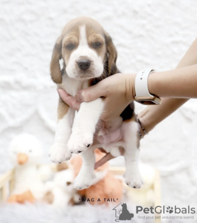 Photo №2 de l'annonce № 99469 de la vente beagle - acheter à Allemagne annonce privée, de la fourrière, de l'abri