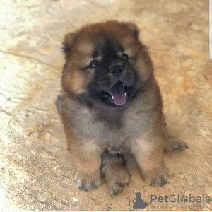 Photo №2 de l'annonce № 119887 de la vente chow-chow - acheter à La Slovénie annonce privée
