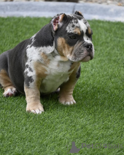 Photo №2 de l'annonce № 147470 de la vente american bully - acheter à Allemagne annonce privée