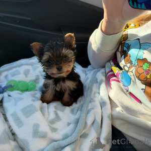 Photo №1. yorkshire terrier - à vendre en ville de Berlin | négocié | Annonce №168620