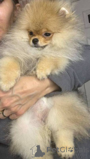 Photo №3. Poméranien Spitz Teddybär. Serbie