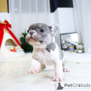 Photo №3. doux chiot bouledogue français. Canada