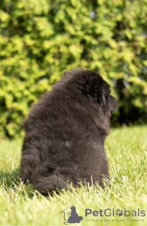 Photos supplémentaires: Les chiots Chow Chow sont maintenant prêts à emménager dans de nouveaux foyers