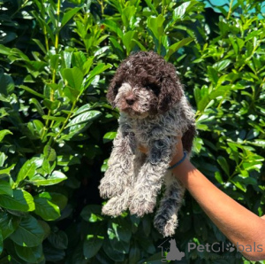 Photo №3. Chiots Lagotto Romagnolo. Serbie