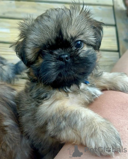Photo №2 de l'annonce № 176229 de la vente shih tzu - acheter à Allemagne annonce privée