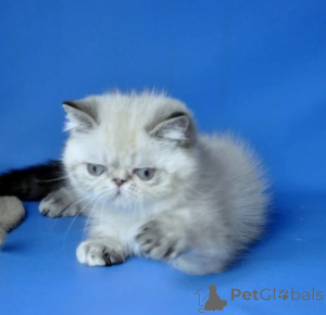 Photo №1. exotic shorthair - à vendre en ville de Joachimsthal | 350€ | Annonce № 177646
