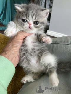 Photo №2 de l'annonce № 162399 de la vente exotic shorthair - acheter à Belgique annonce privée, éleveur