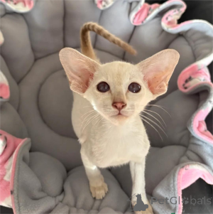 Photo №1. siamois - à vendre en ville de Eschborn | 4€ | Annonce № 153766