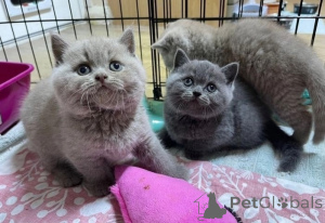 Photo №1. british shorthair - à vendre en ville de Birkenwerder | 350€ | Annonce № 172285