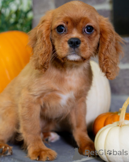Photo №1. cavalier king charles spaniel - à vendre en ville de Dielsdorf | négocié | Annonce №157215
