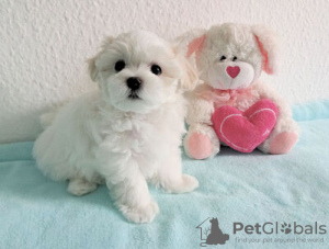 Photo №1. bichon maltais - à vendre en ville de Дублин | Gratuit | Annonce №125099