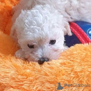 Photo №3. Chiots maltais à thé pour adoption. USA