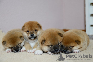 Photo №1. shiba - à vendre en ville de Minsk | négocié | Annonce №124604