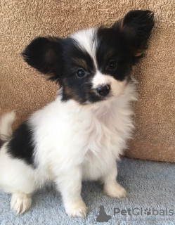 Photo №3. Chiots Papillon mignons avec pedigree pour adoption. Pays Bas